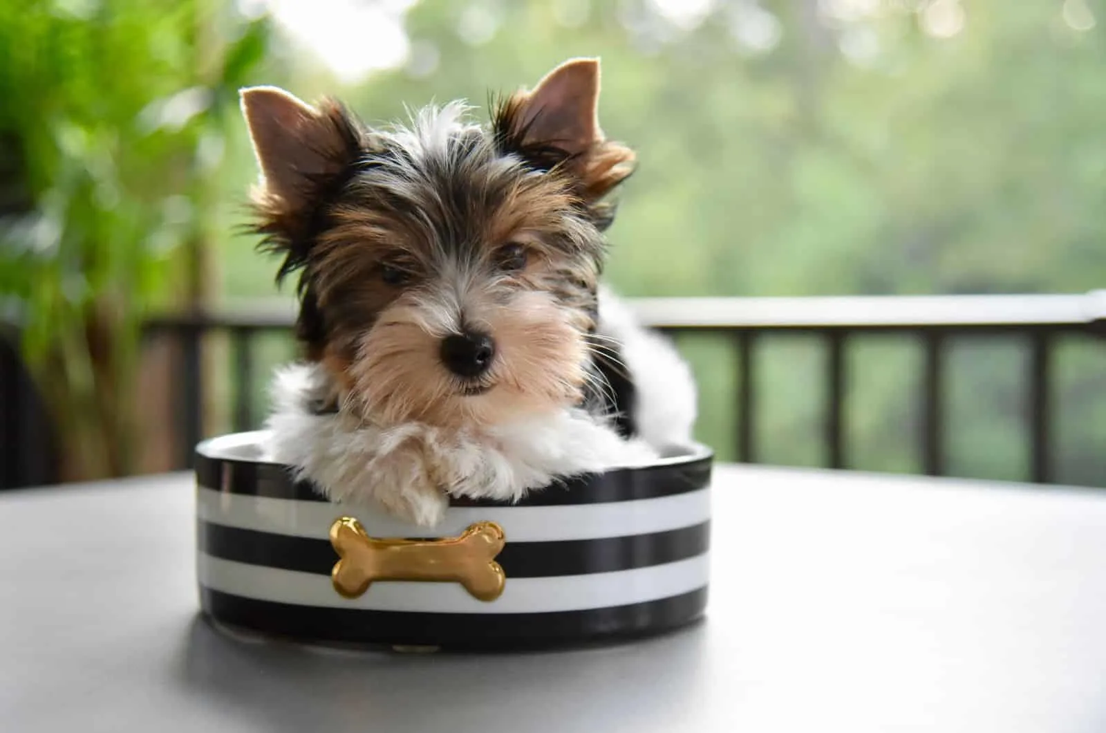 Yorkshire Terrier puppy sitting in a black and white bowl
