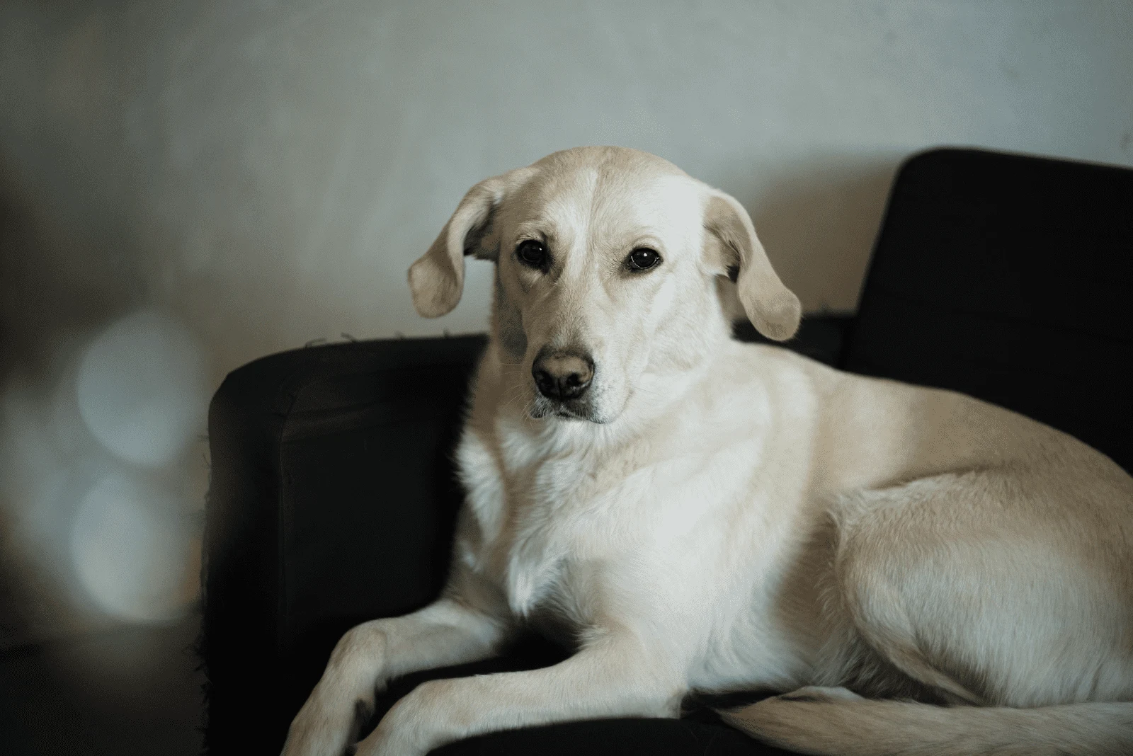 a beautiful dog is lying on the couch