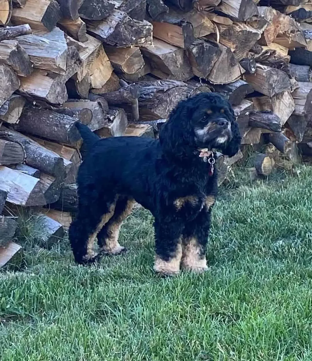 a black Mini Cocker Spaniel is standing on the grass