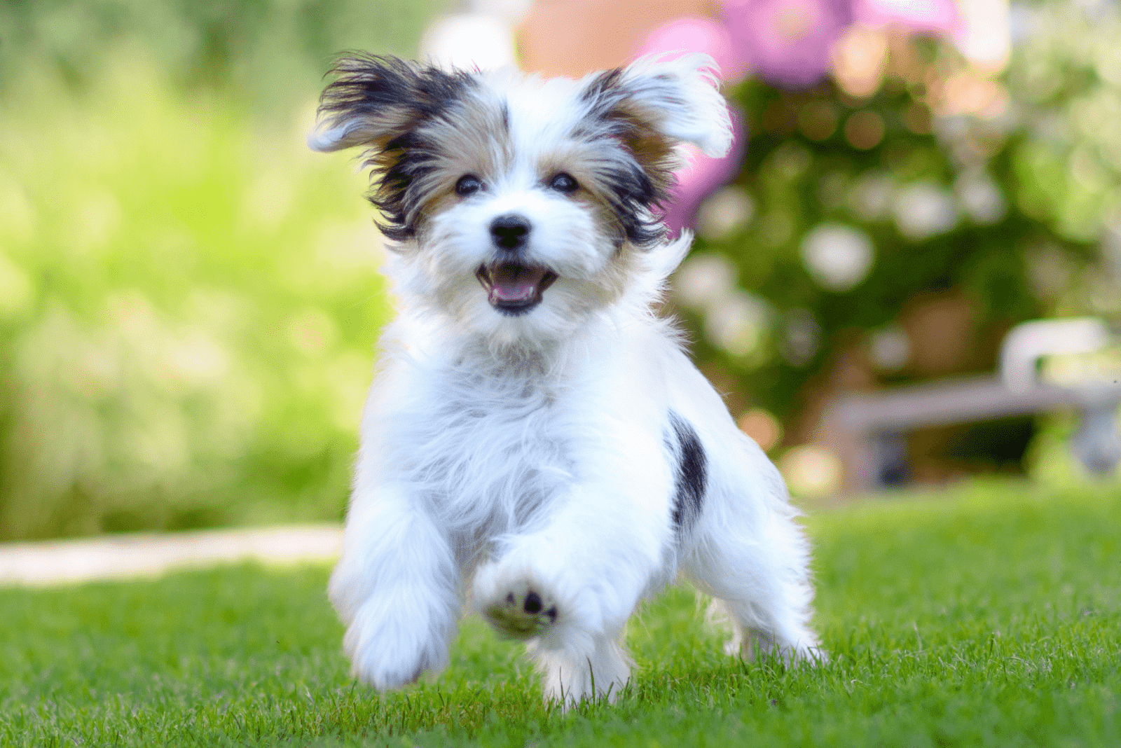 a black and white dog runs across the field