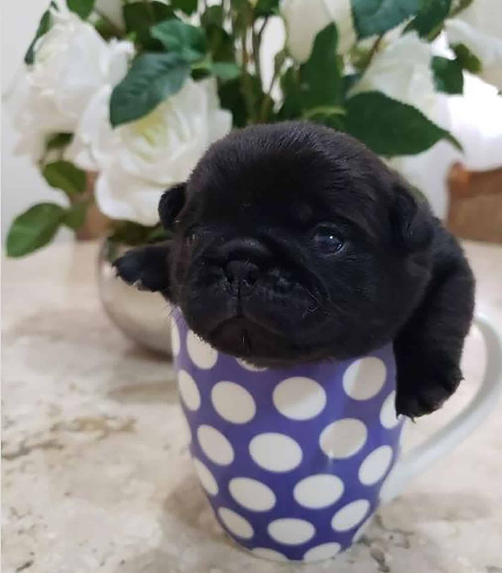 a black teacup pug in a mug on a table