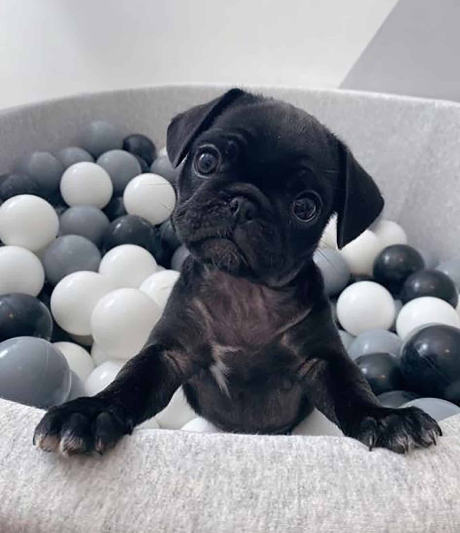 a black teacup pug playing with plastic balls