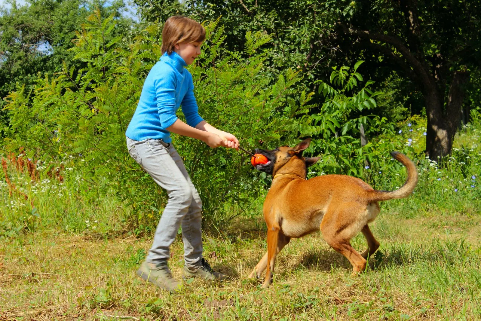 a boy plays with a belgian shepherd with a ball
