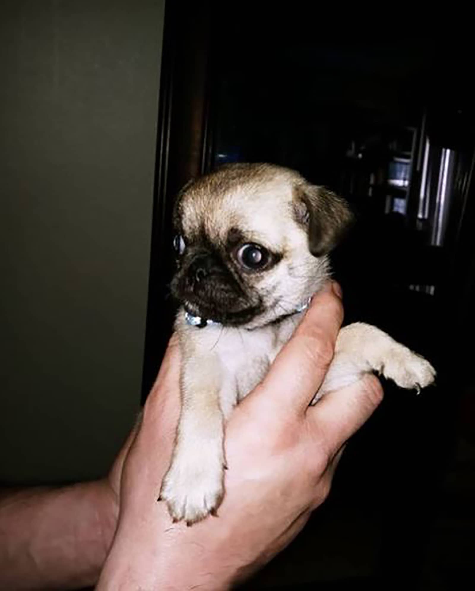 a man holding teacup pug in hands