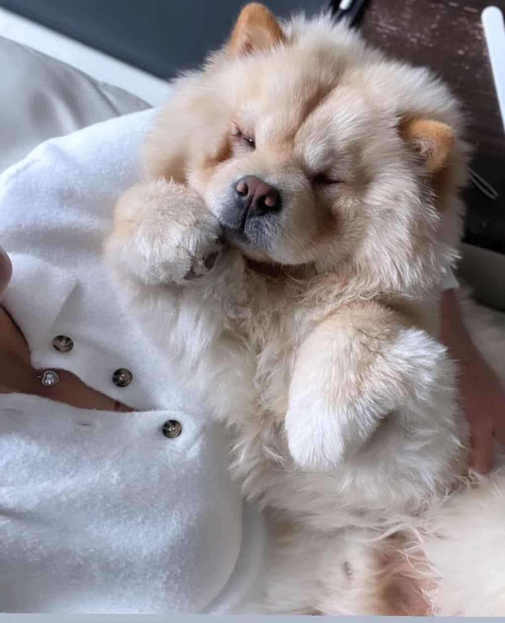 a mini chow chow in the arms of the person in the bed