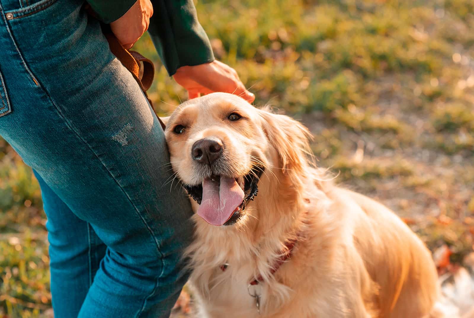 a person cuddling golden retriever dog with hand