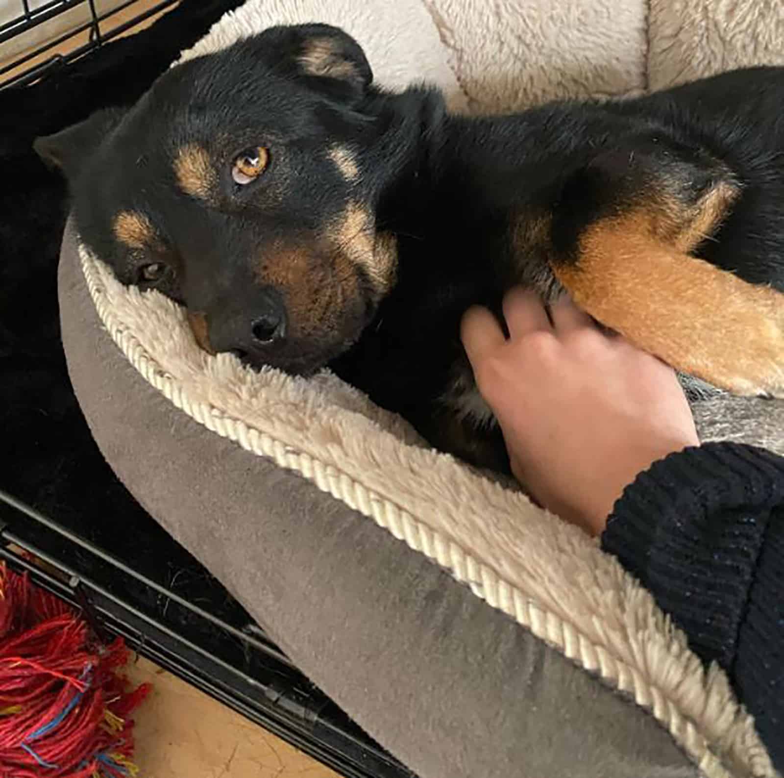 a person cuddling mini rottweiler lying in the bed