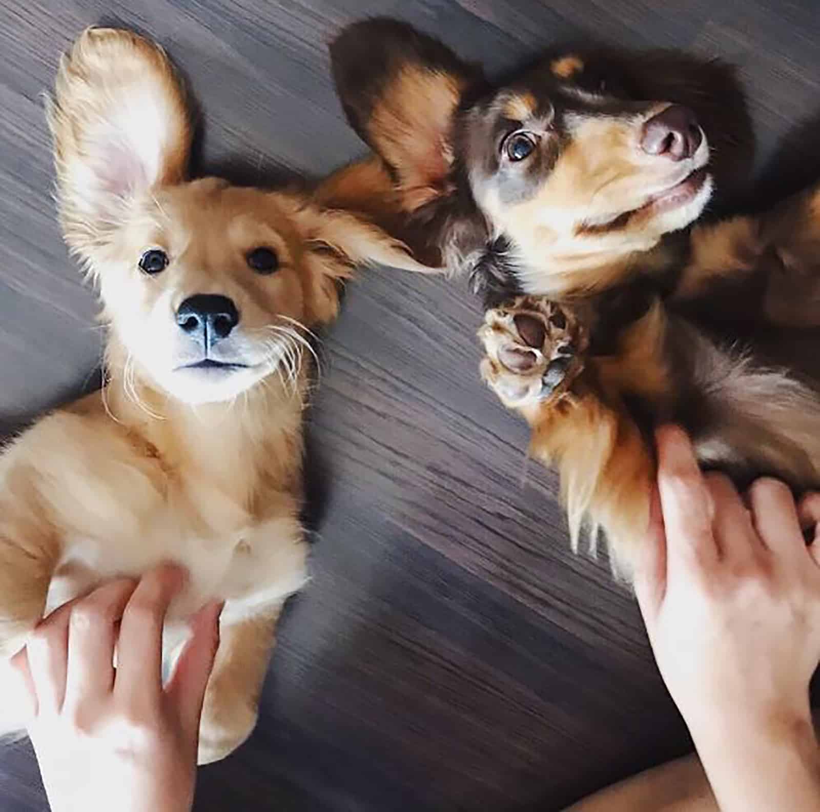 a person cuddling two golden dachshund puppies on the couch