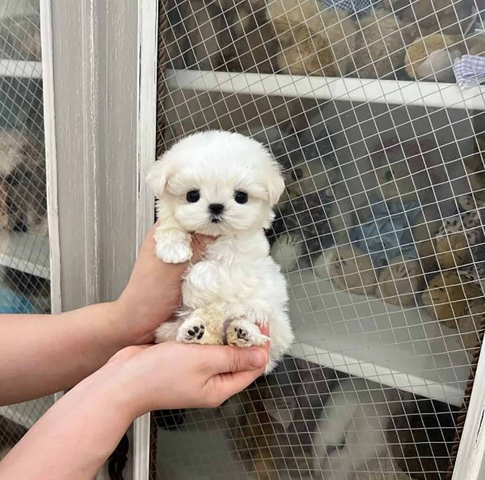 a person holding teacup maltese in hands