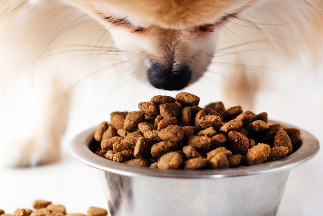 Pomeranian Feeding Chart How Much Food Does This Pup Need?