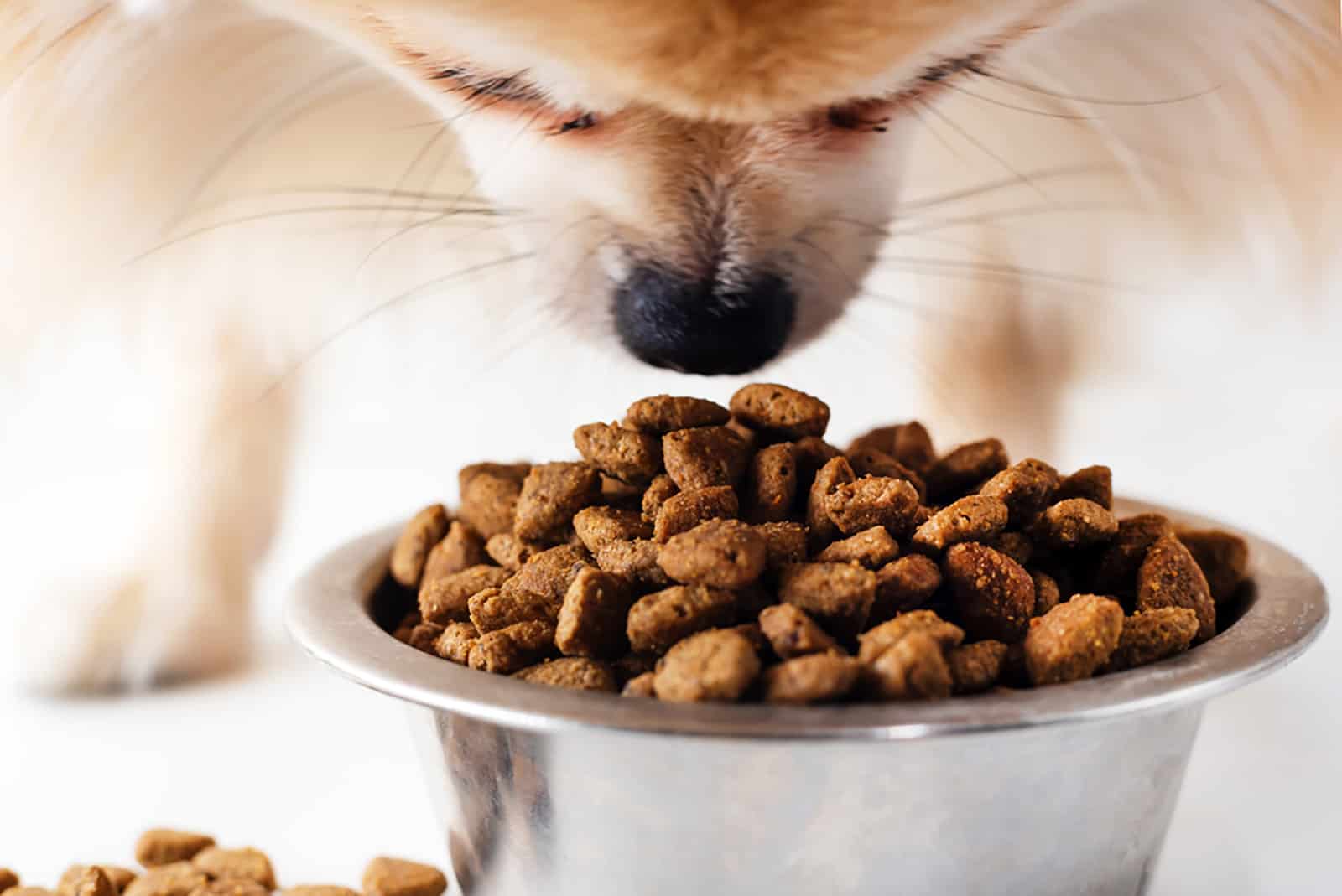 a pomeranian dog eats dog food from a bowl