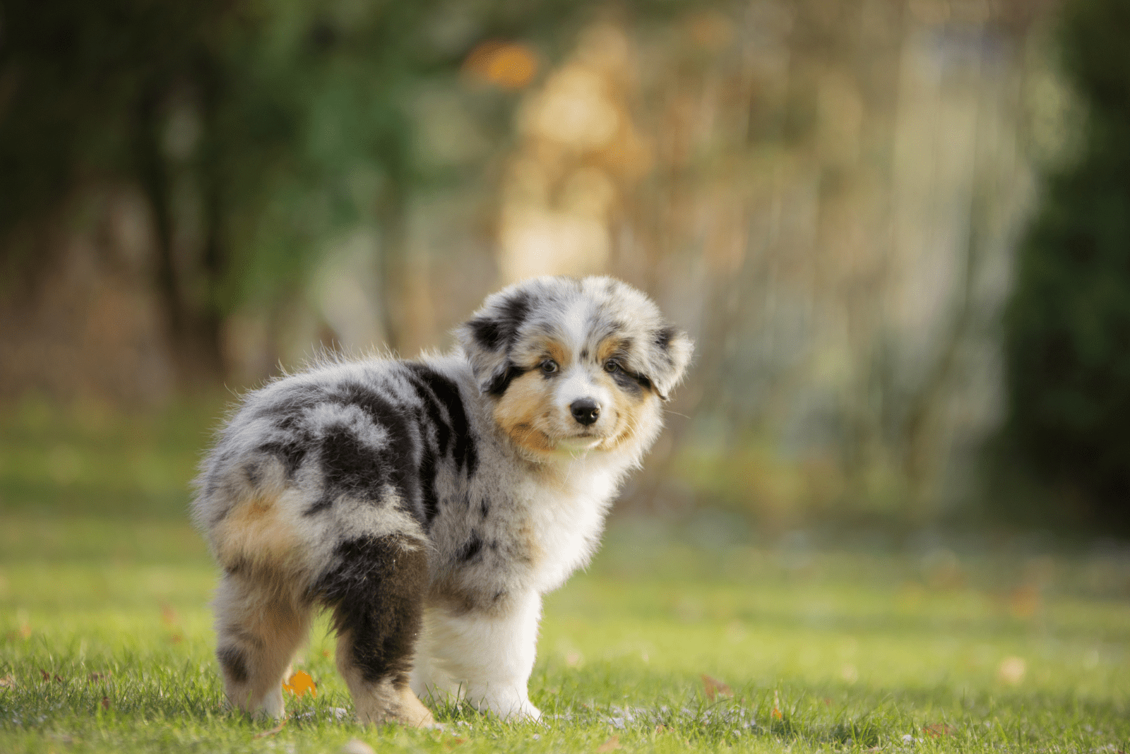 a puppy dog is standing in a field