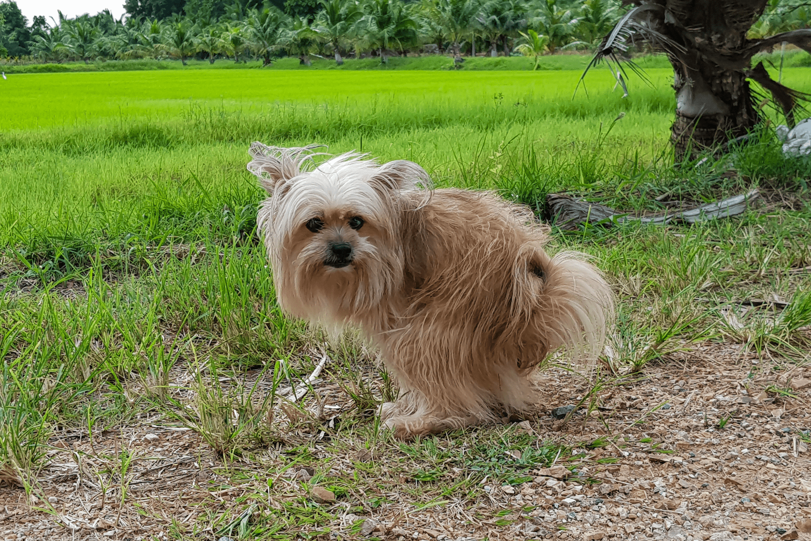 a small dog defecates in the park