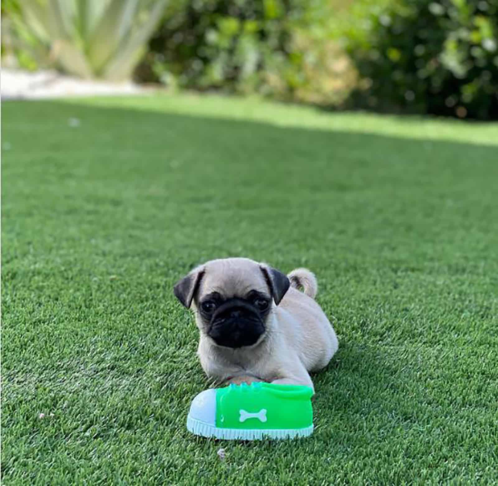 a teacup pug lying on the lawn