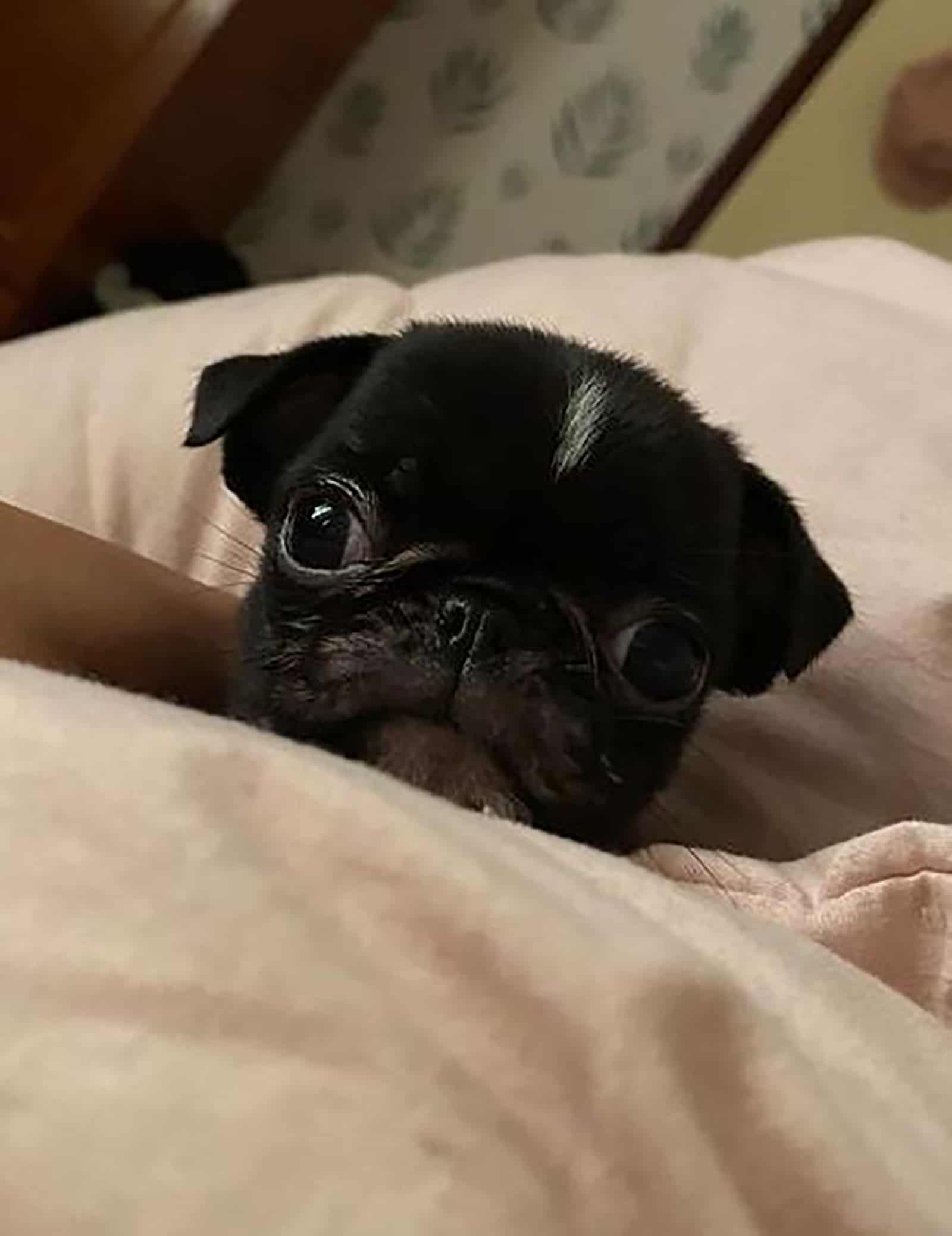 a teacup pug lying in the bed
