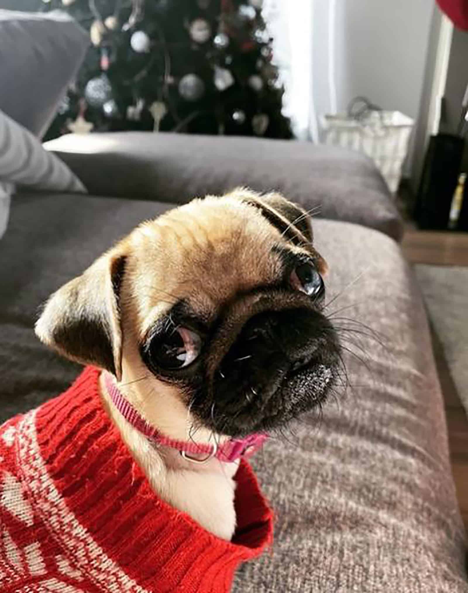 a teacup pug sitting on the couch and looking into camera