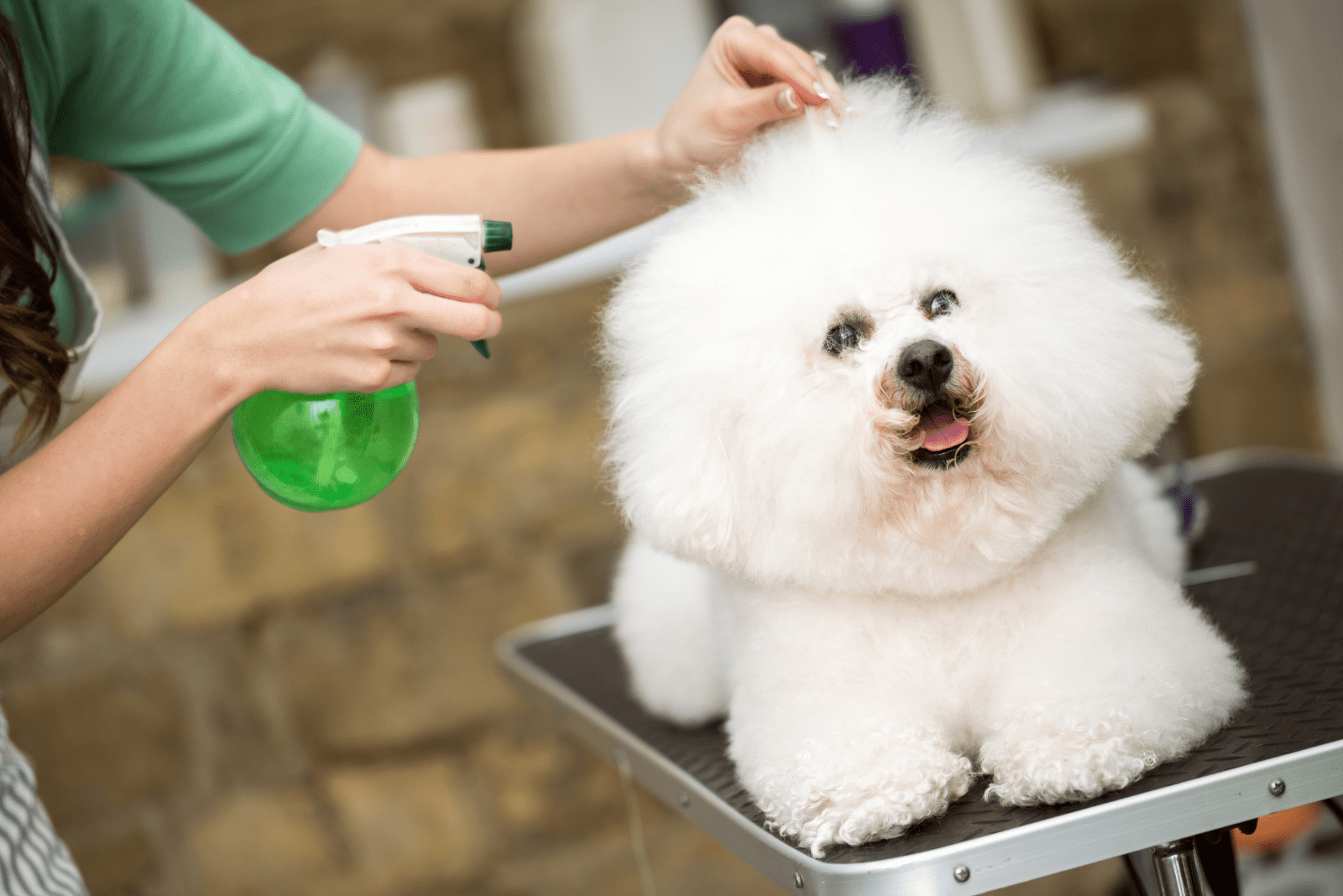 a woman cleans a dog's ass