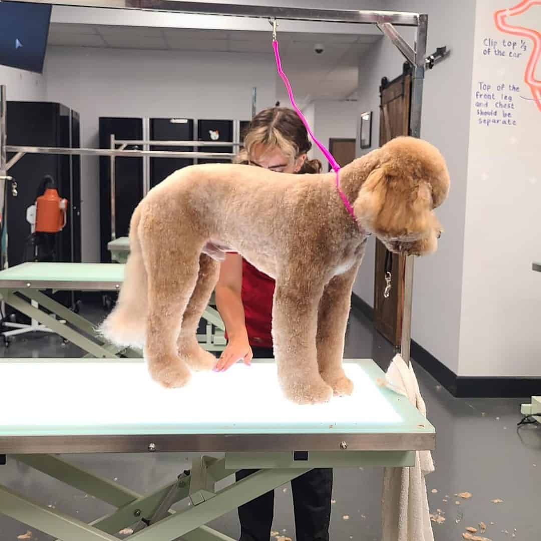 a woman cuts a dog's hair