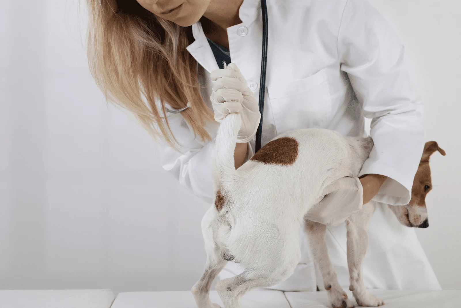 a woman examines a white dog