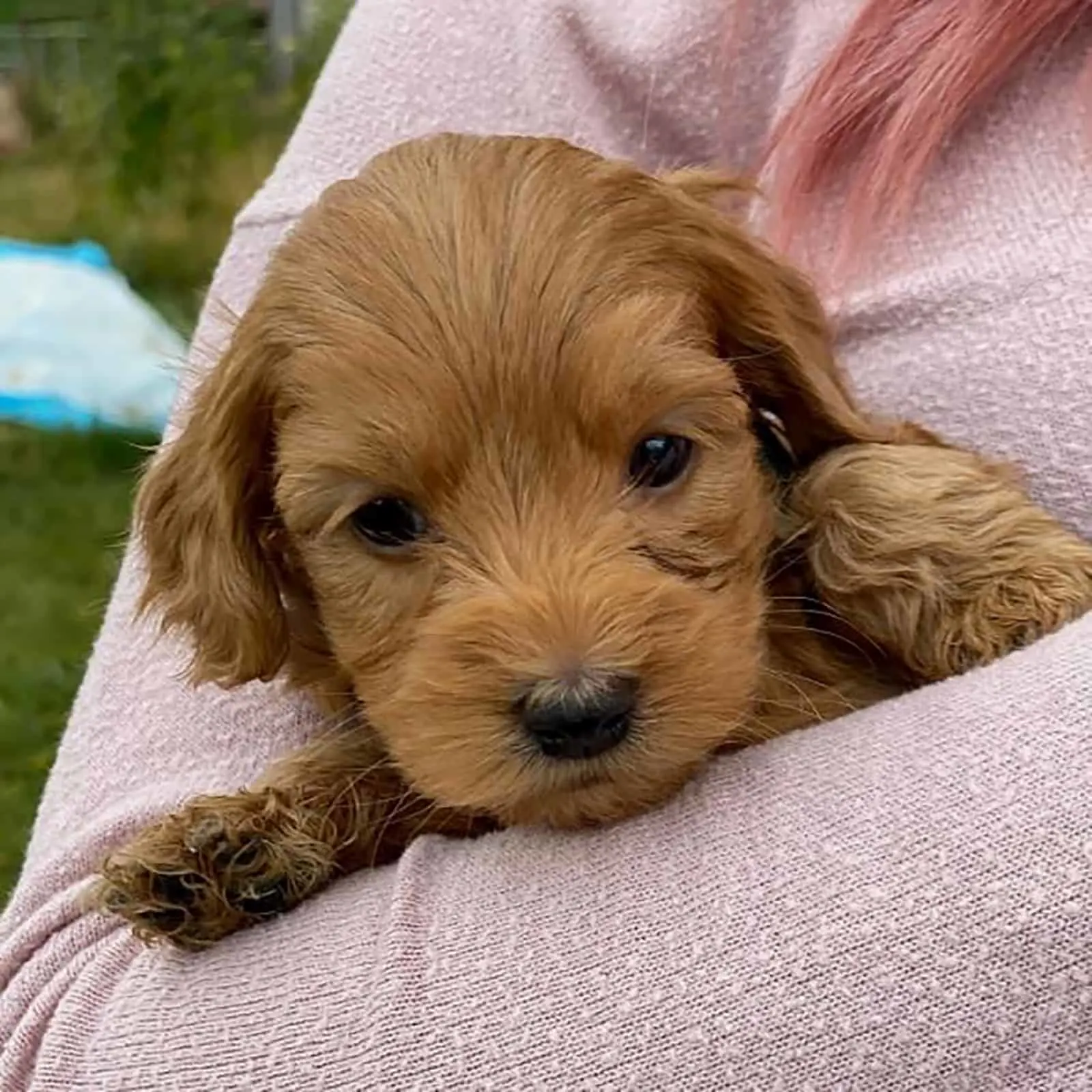 a woman holding teacup labradoodle in her arms