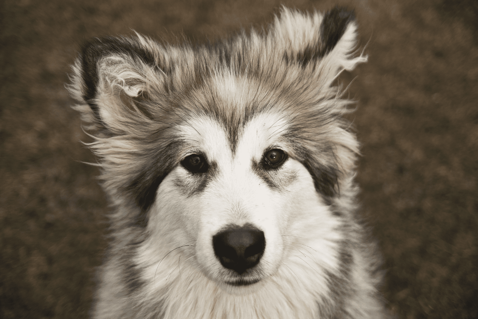 adorable Berner Malamutes