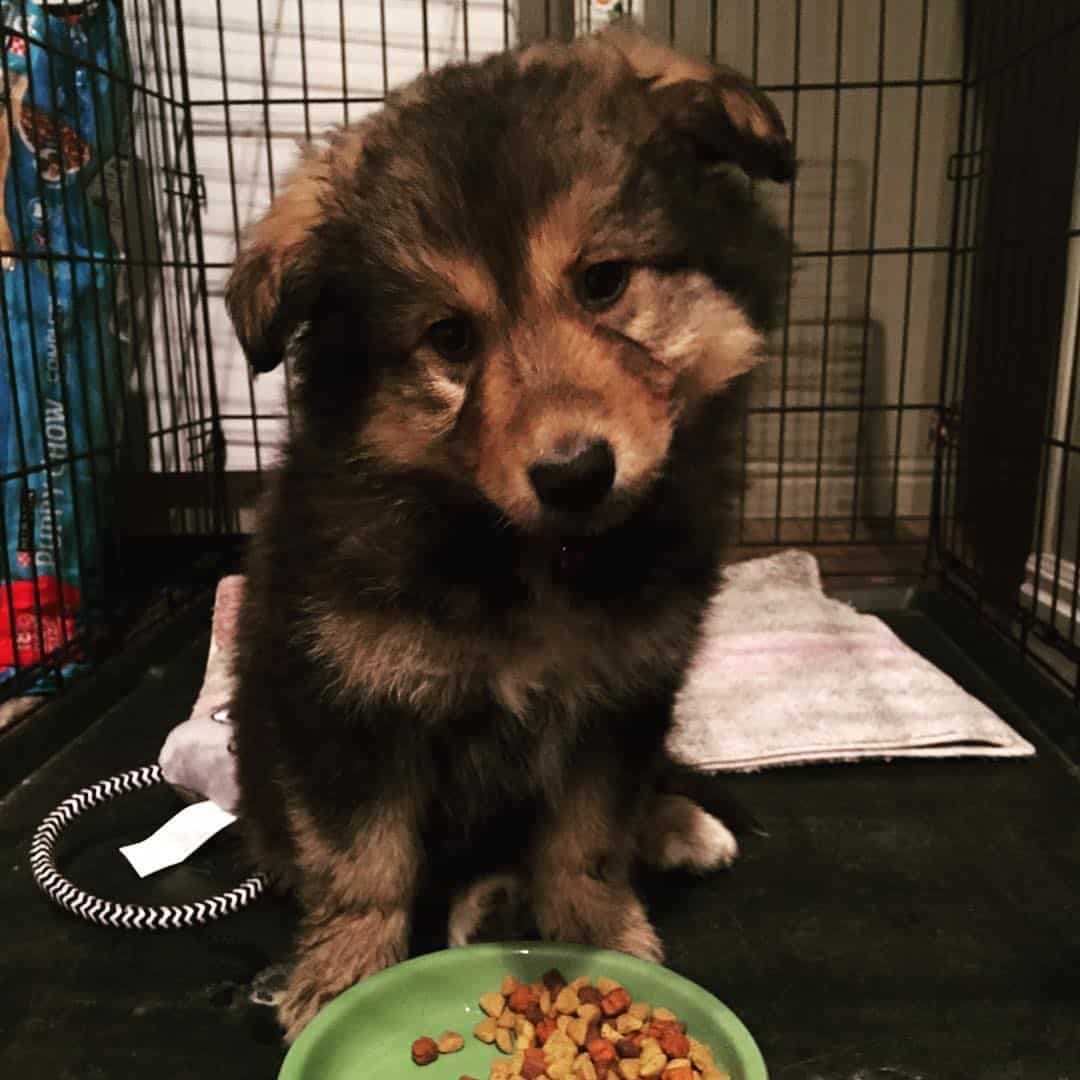 adorable Newfoundland Malamute puppy