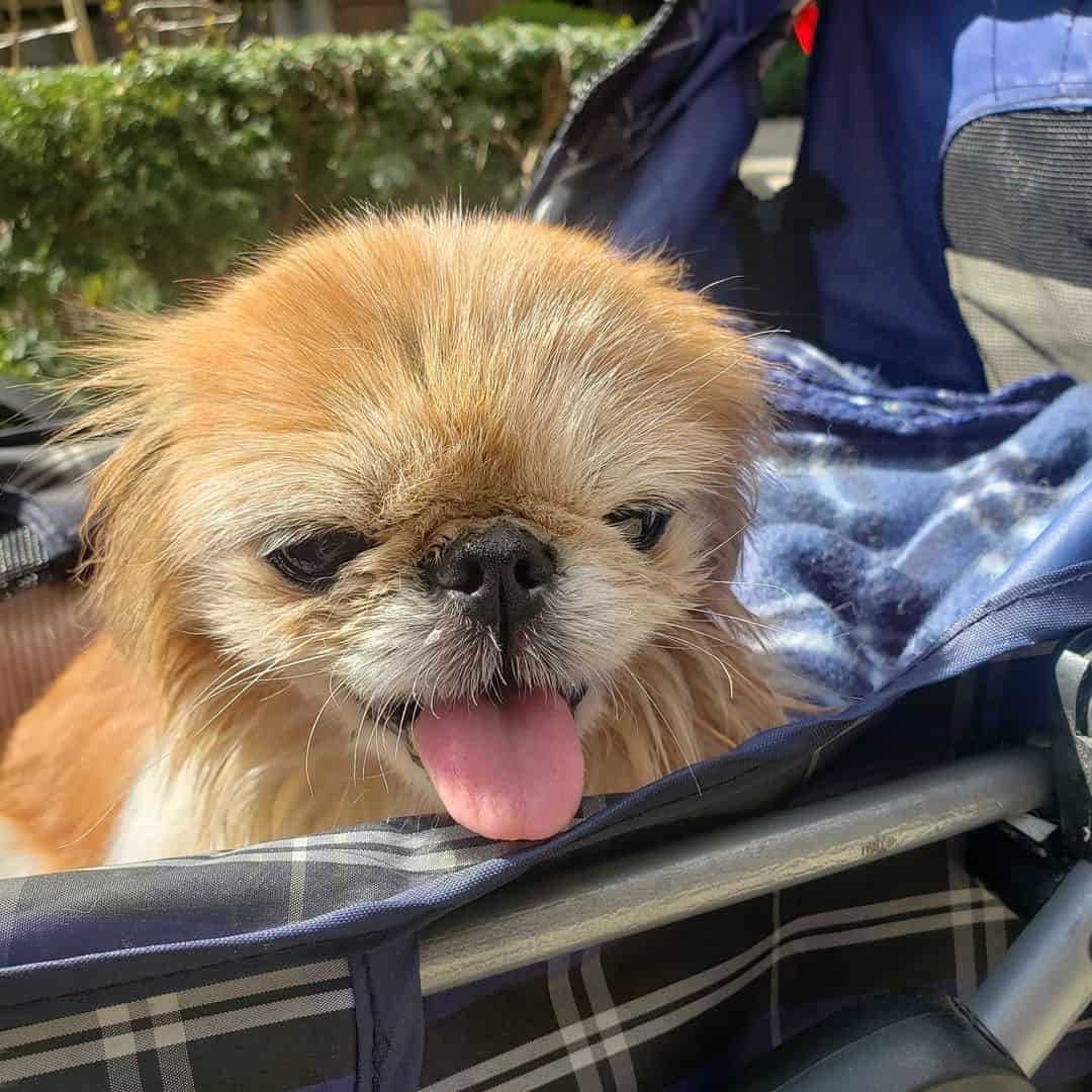 adorable Teacup Pekingese