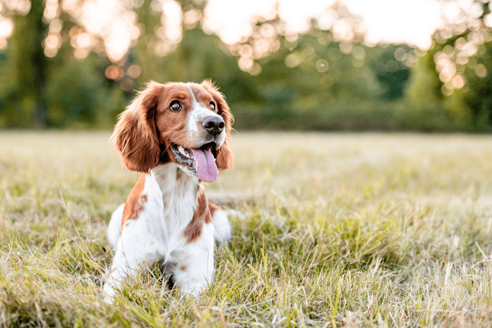 adorable dog sitting on the grass