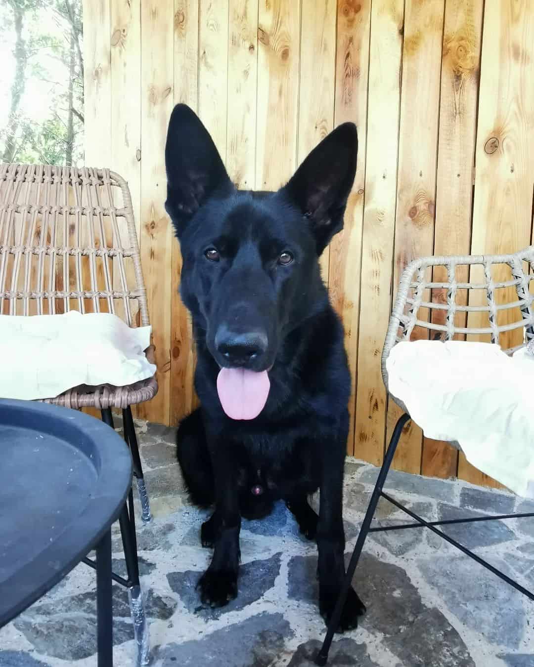 adorable german shepherd sitting