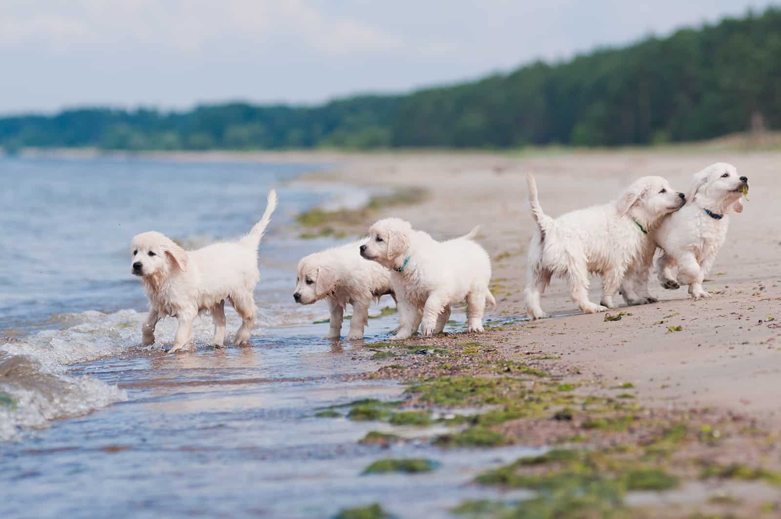 adorable golden retriever puppies on the beach