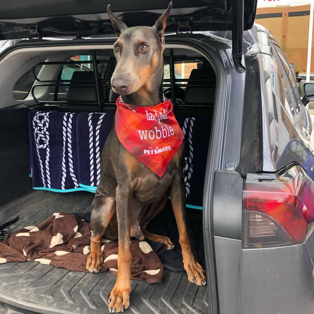 adult blue doberman wearing a bandana