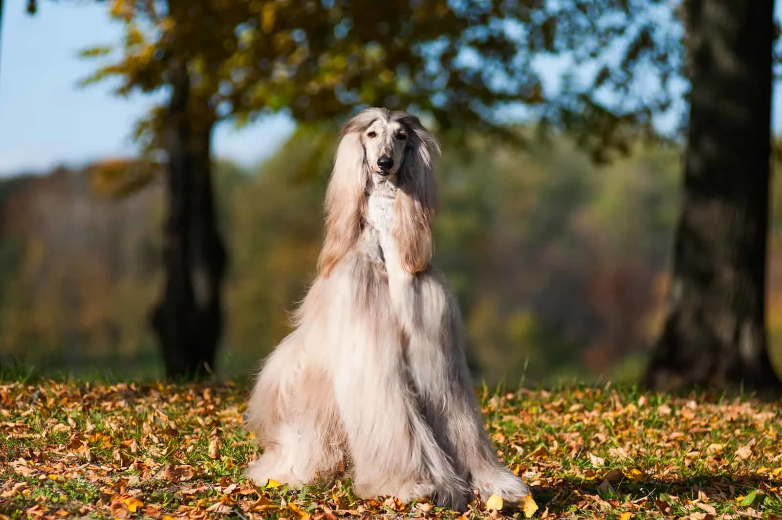 afghan hound sitting in the park