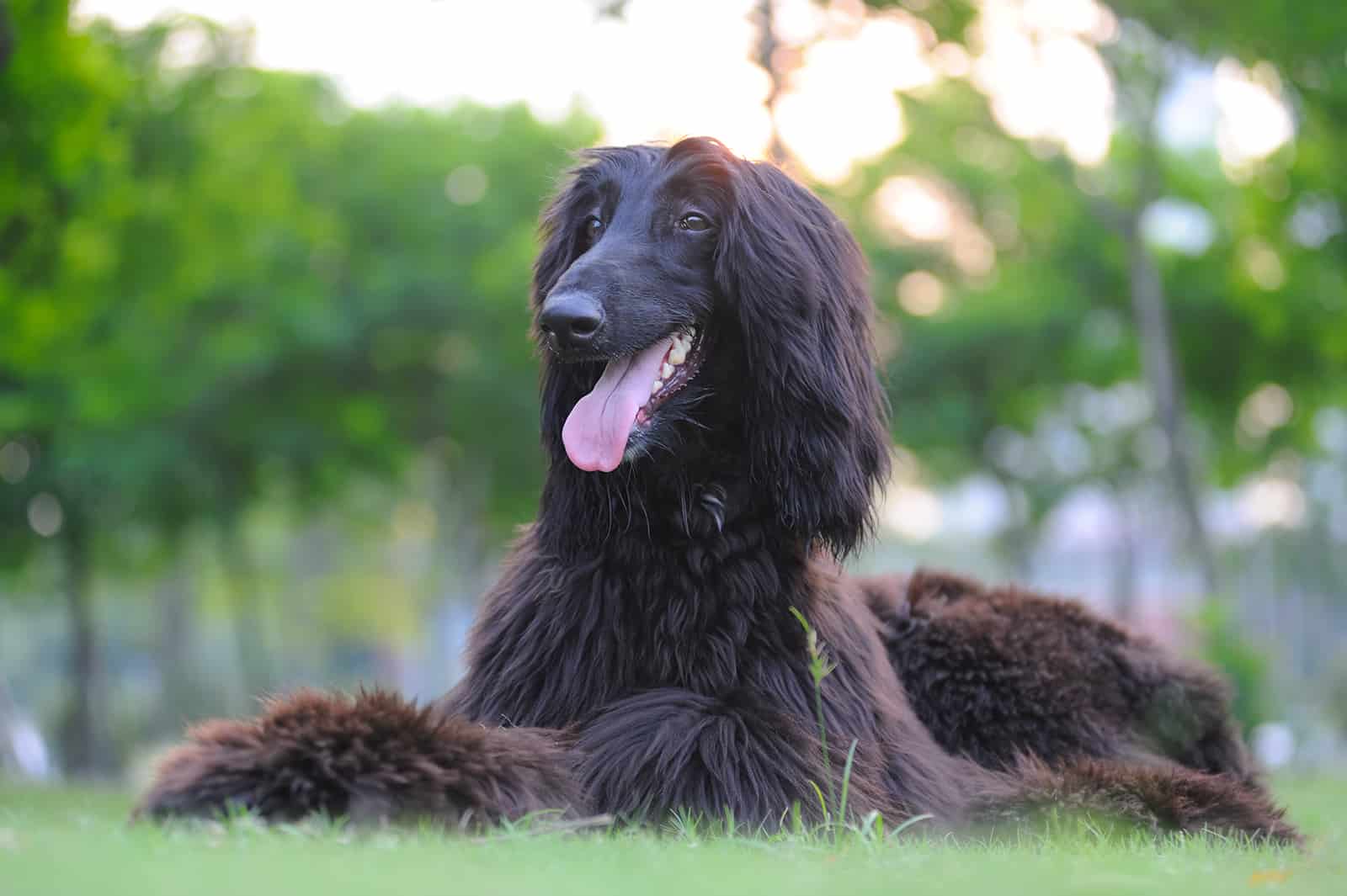 afghan hound dog lying on the lawn