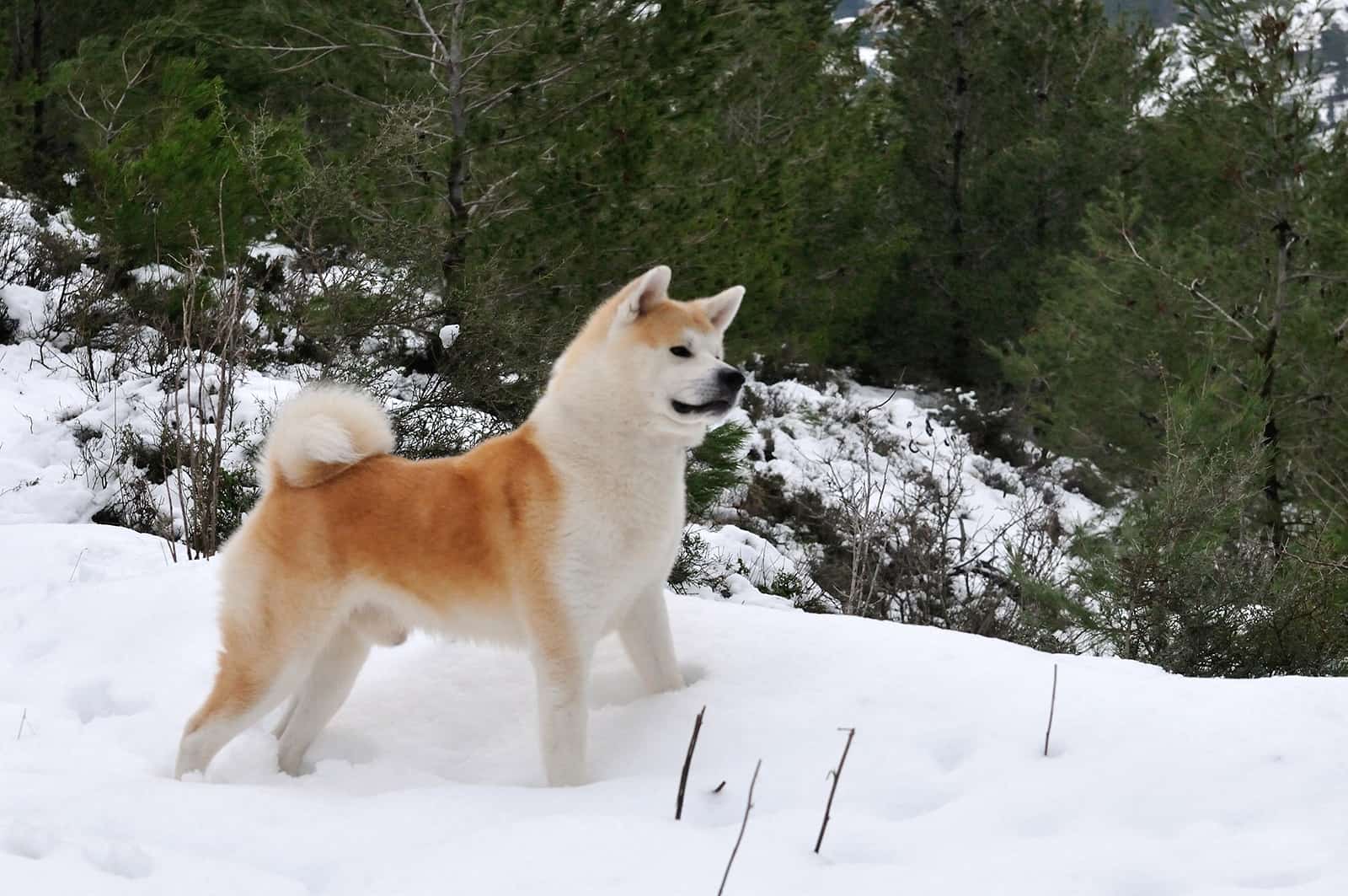 akita inu dog standing in the snow
