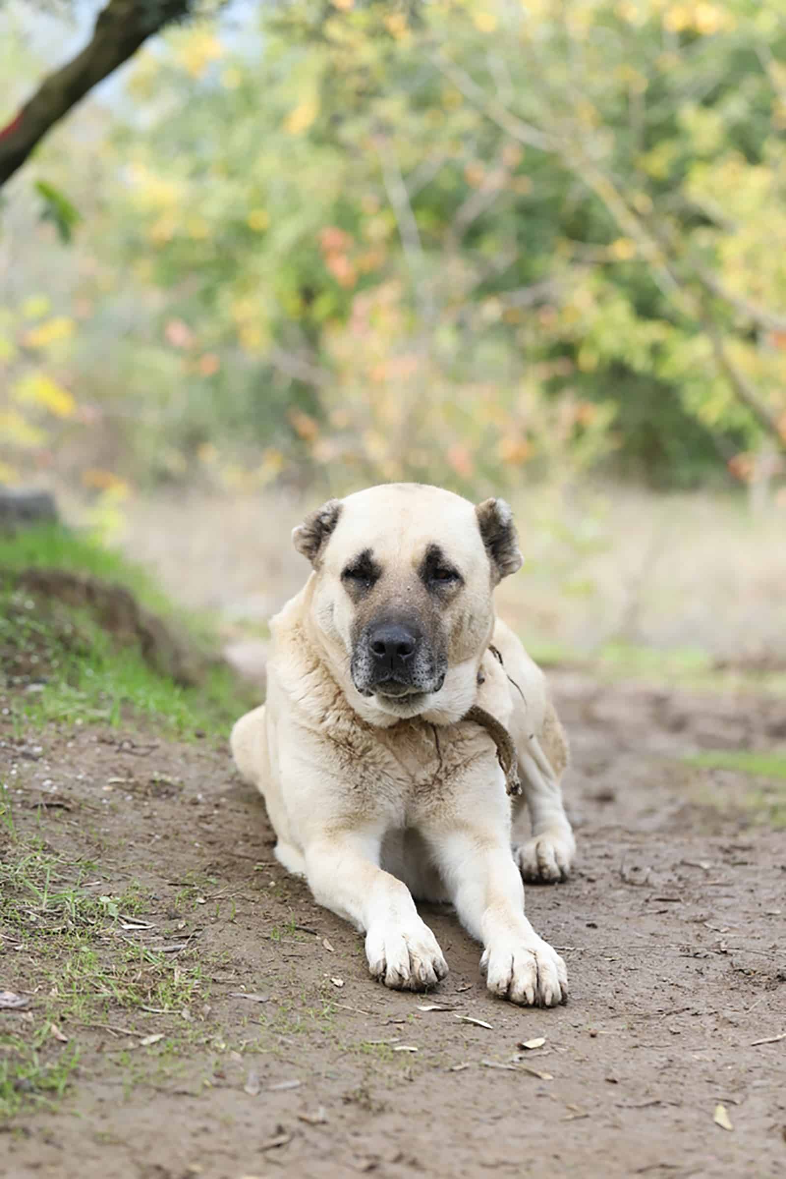 aksaray malaklisi dog lying in the forest