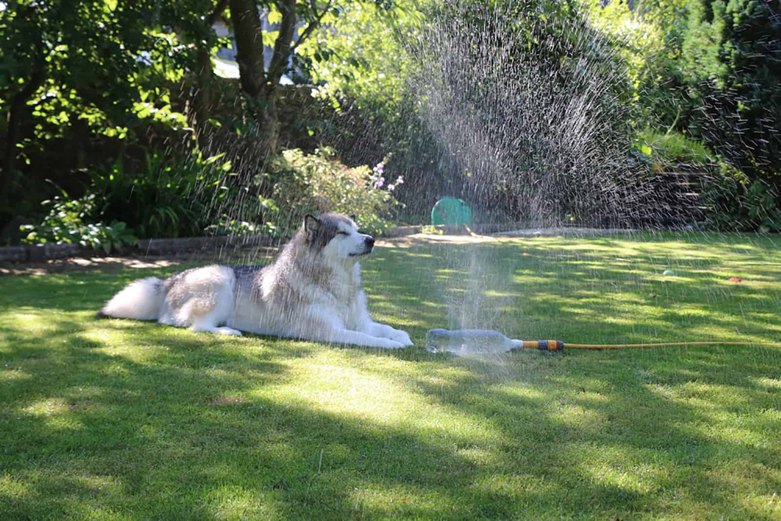alaskan malamute dog cooling down under sprinkler