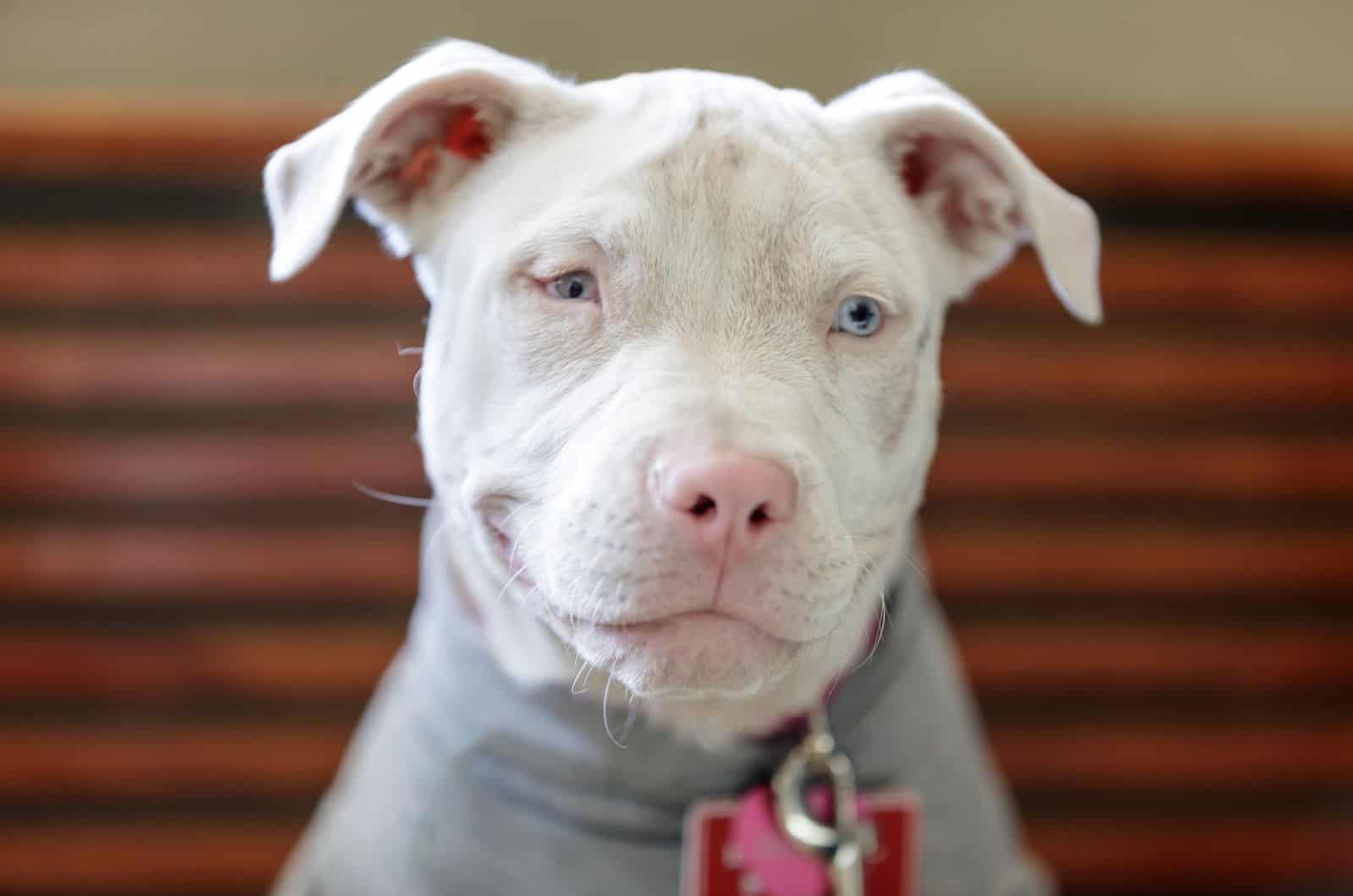 albino dog