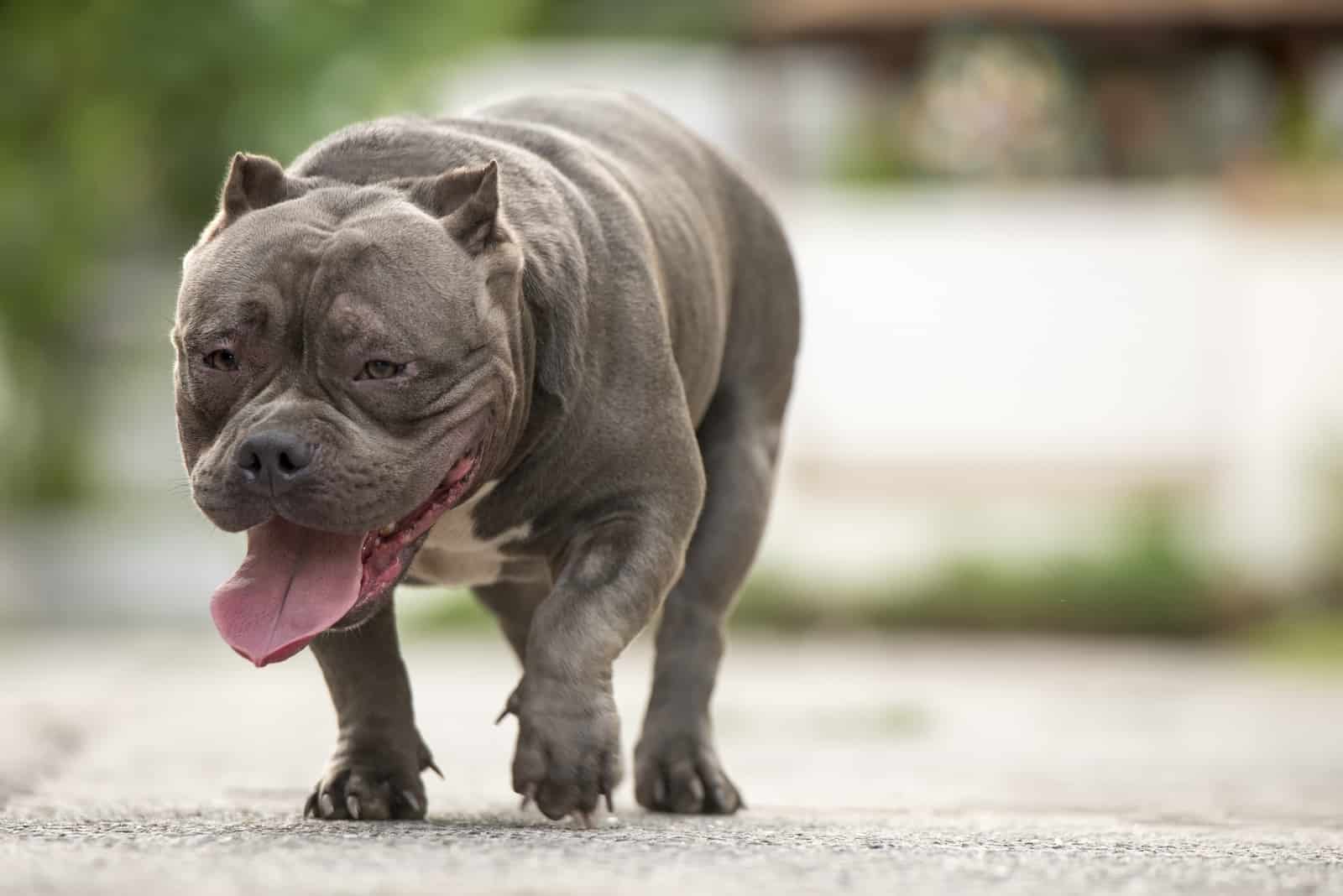 American Bulldog