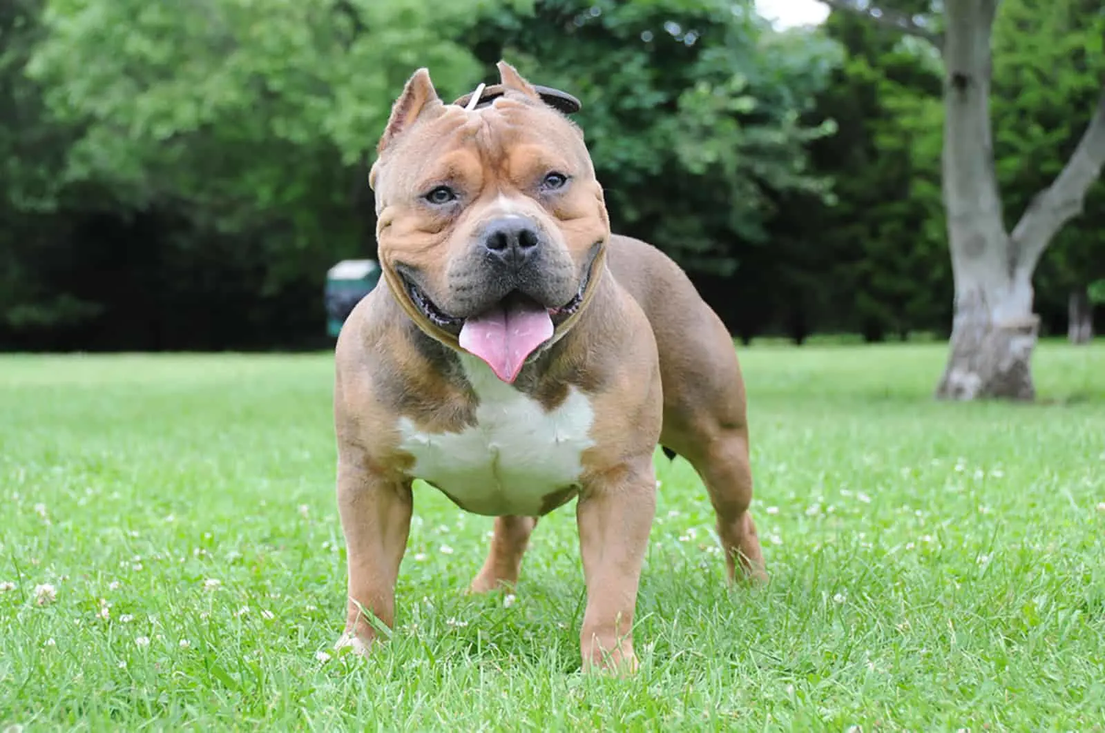 american bully standing on the lawn