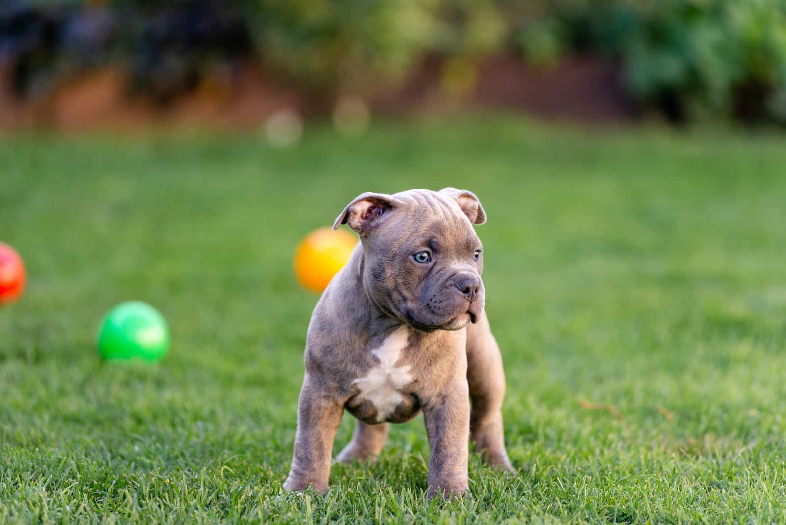 american bully puppy