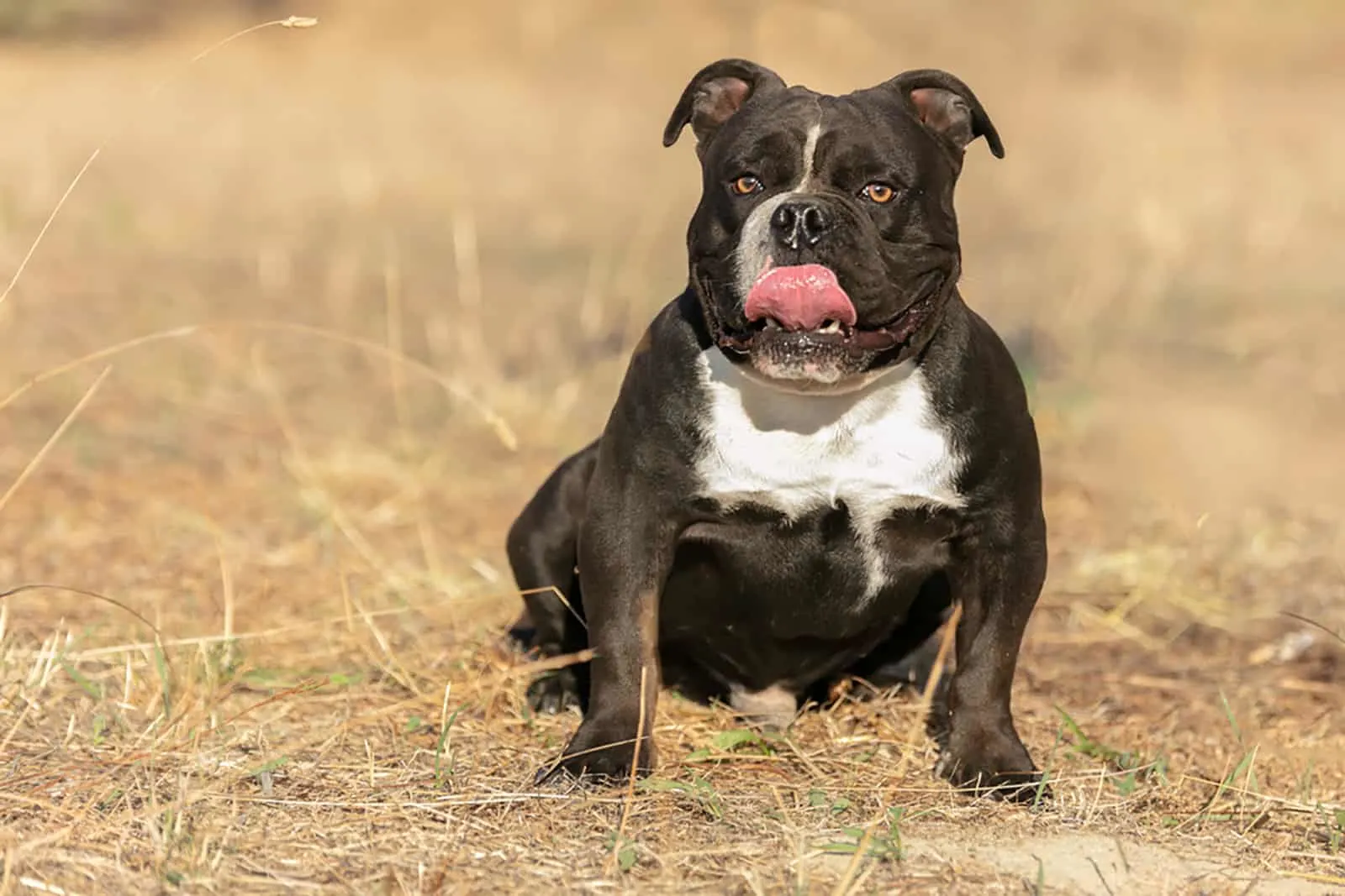 american bully sitting on a grass