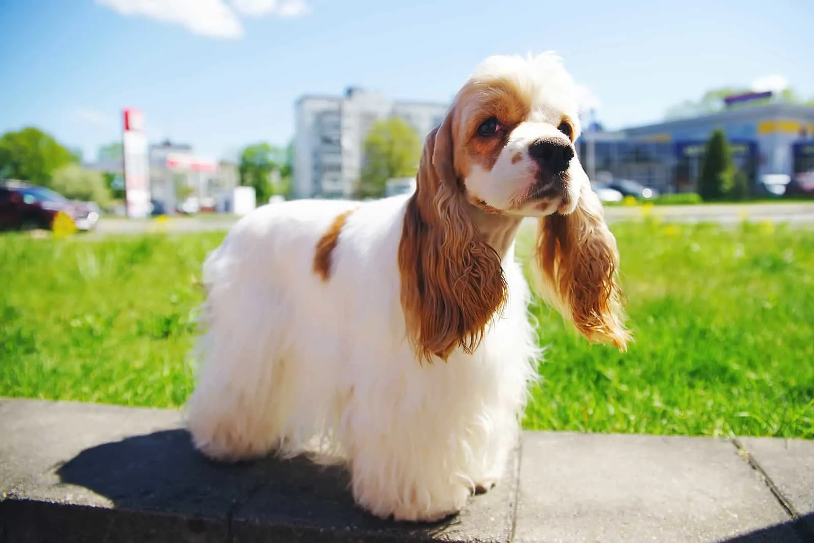 american cocker spaniel dog posing outdoors in the city