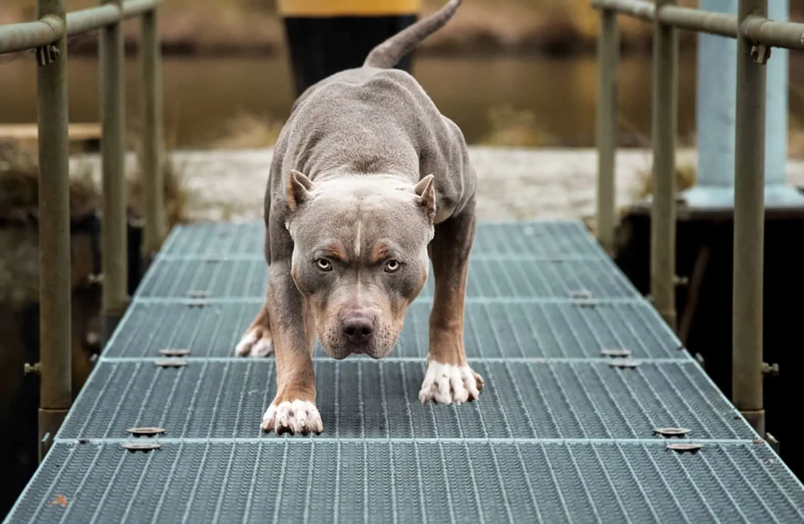 american pit bull terrier standing on the bridge