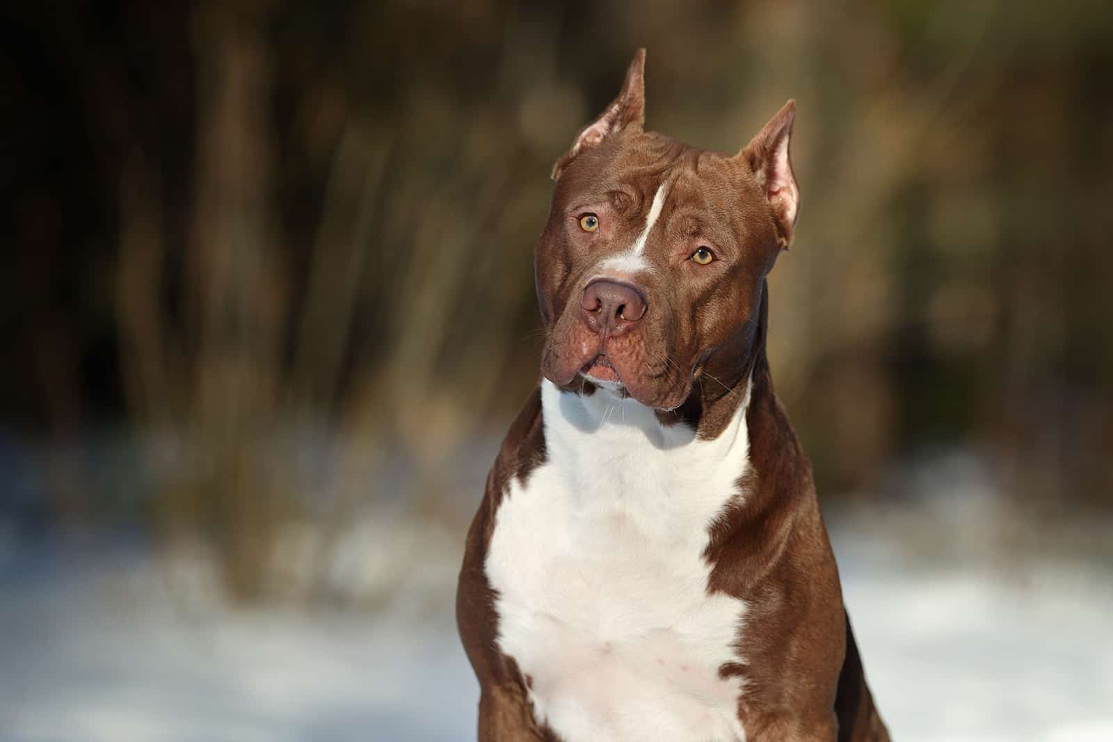 american pitbull terrier dog in nature