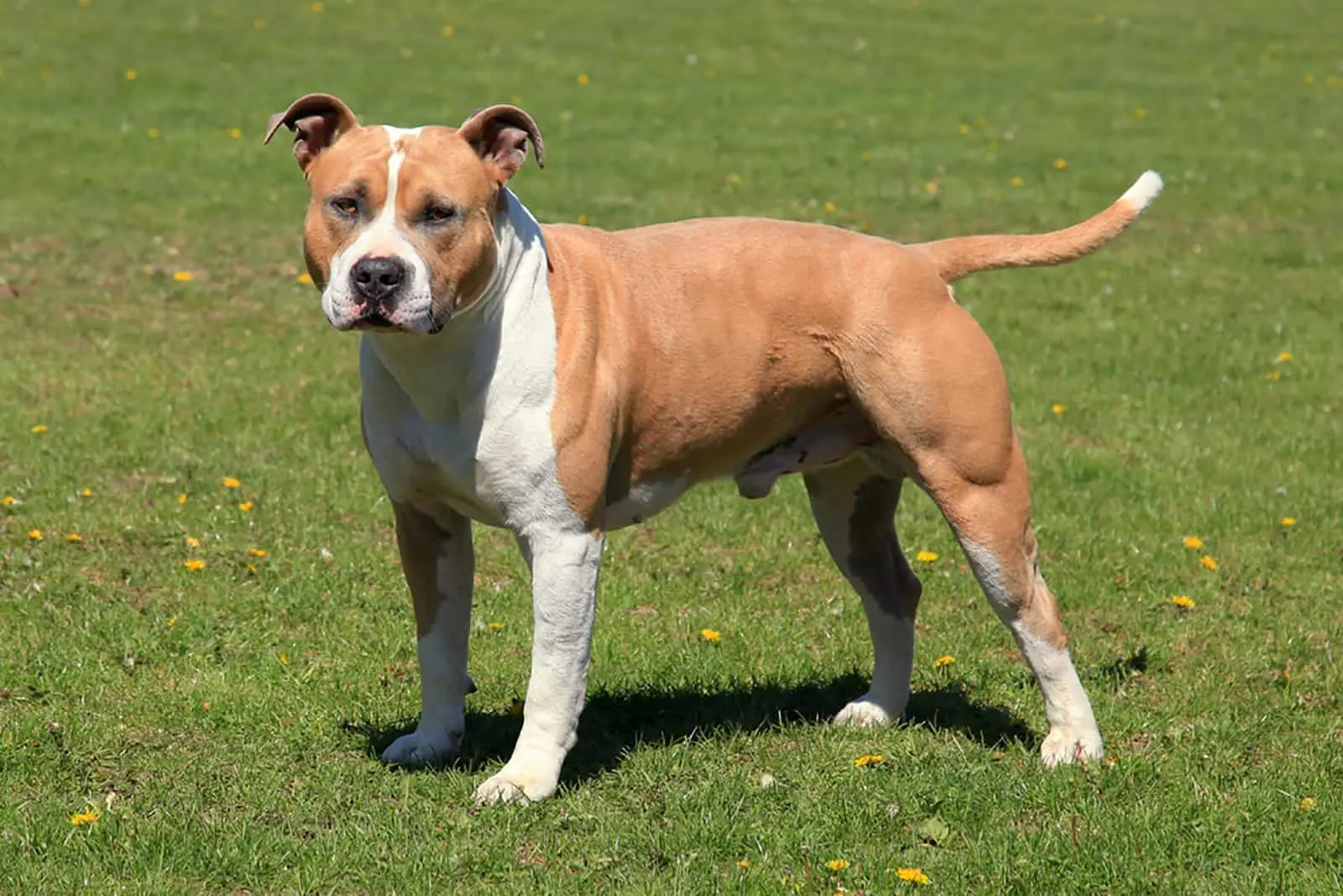American Staffordshire Terrier standing on a lawn