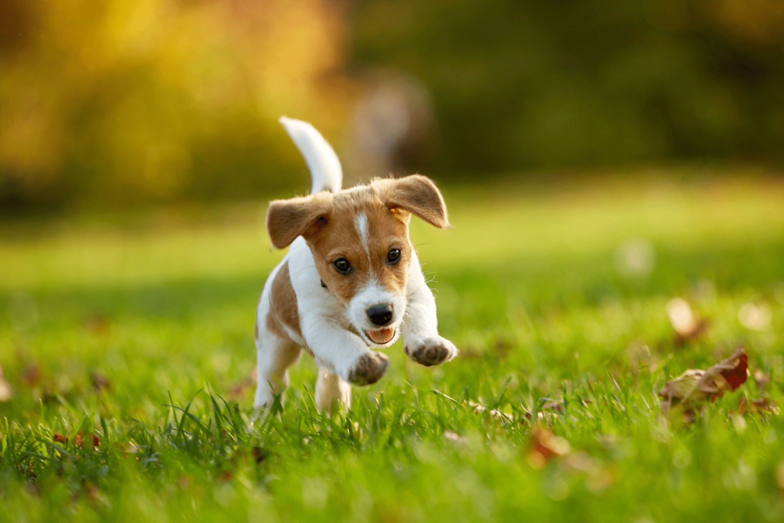 an adorable dog is running across the field