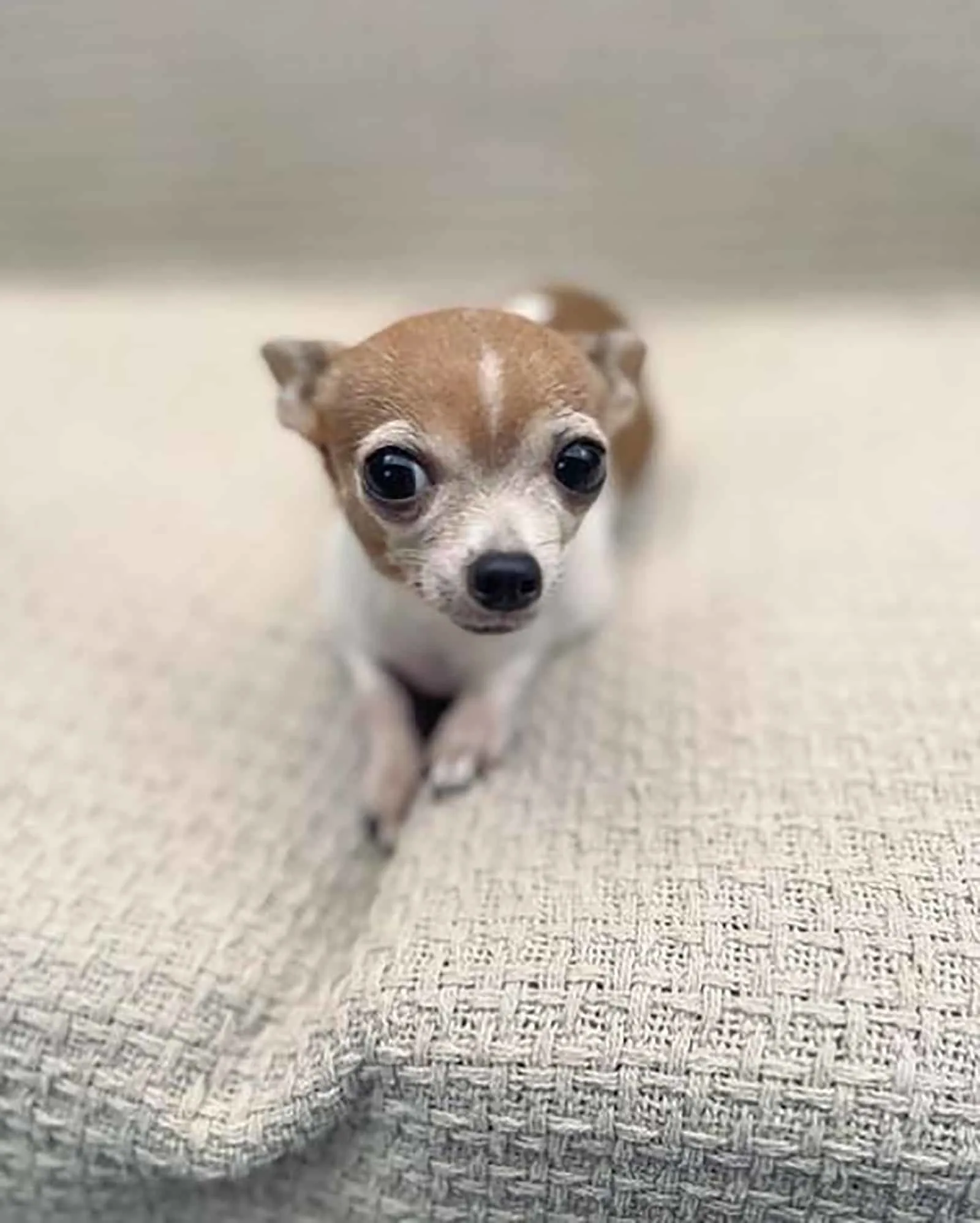 teacup deer head chihuahua