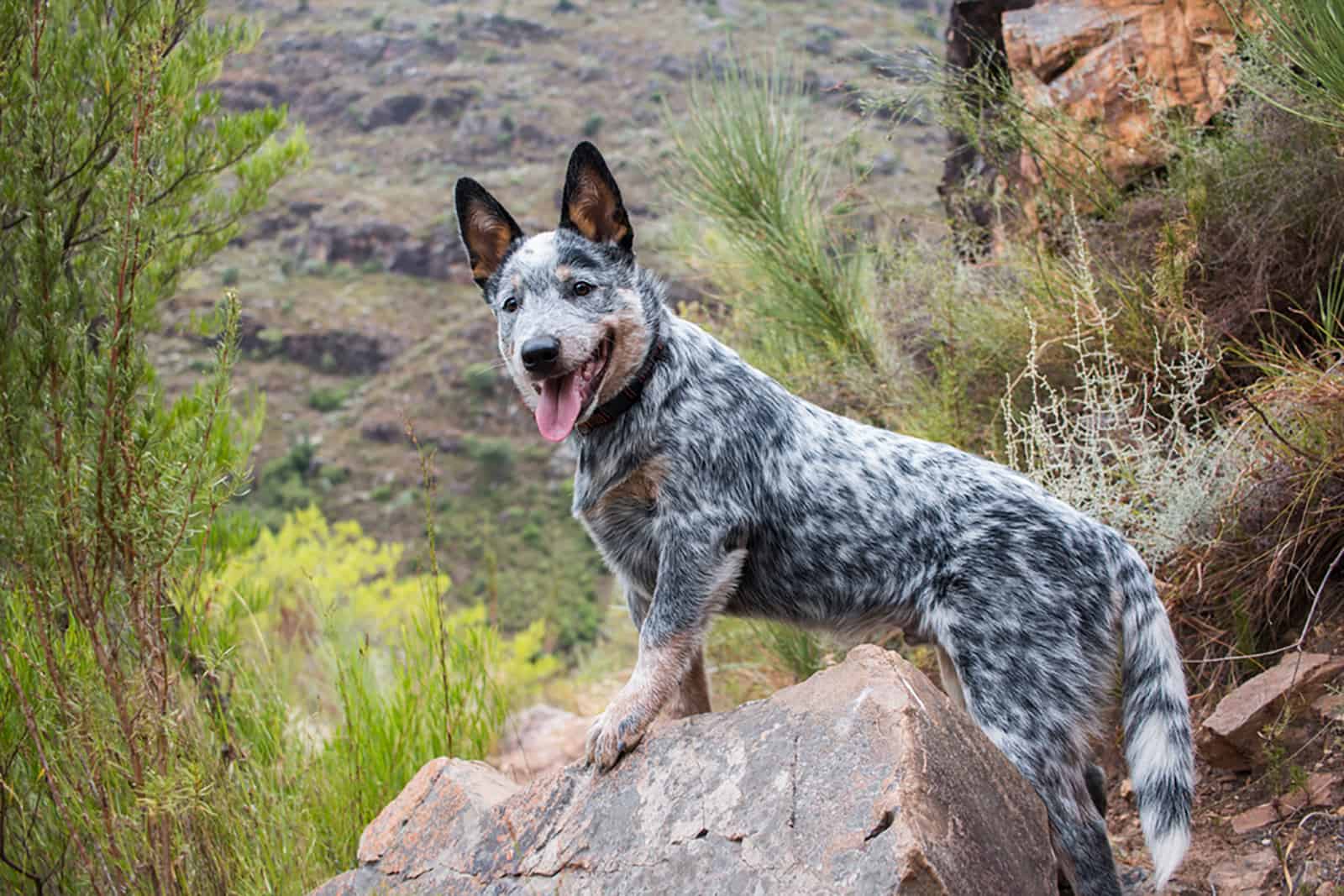 australian cattle dog standing on the rock