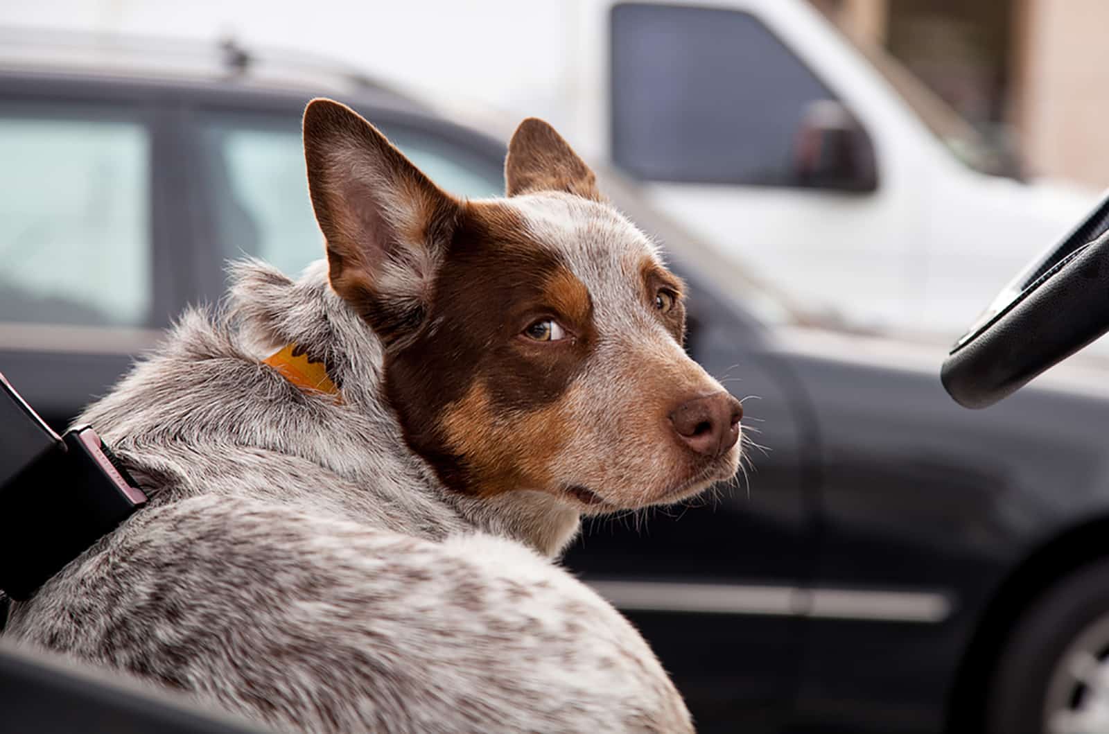 australian cattle dog in the car