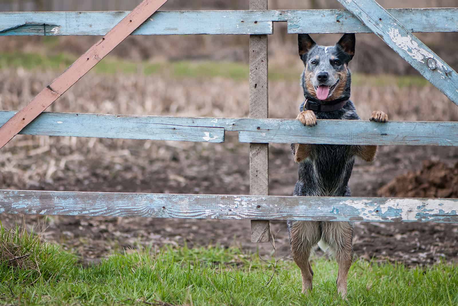 australian cattle dog leaning on a rural fence